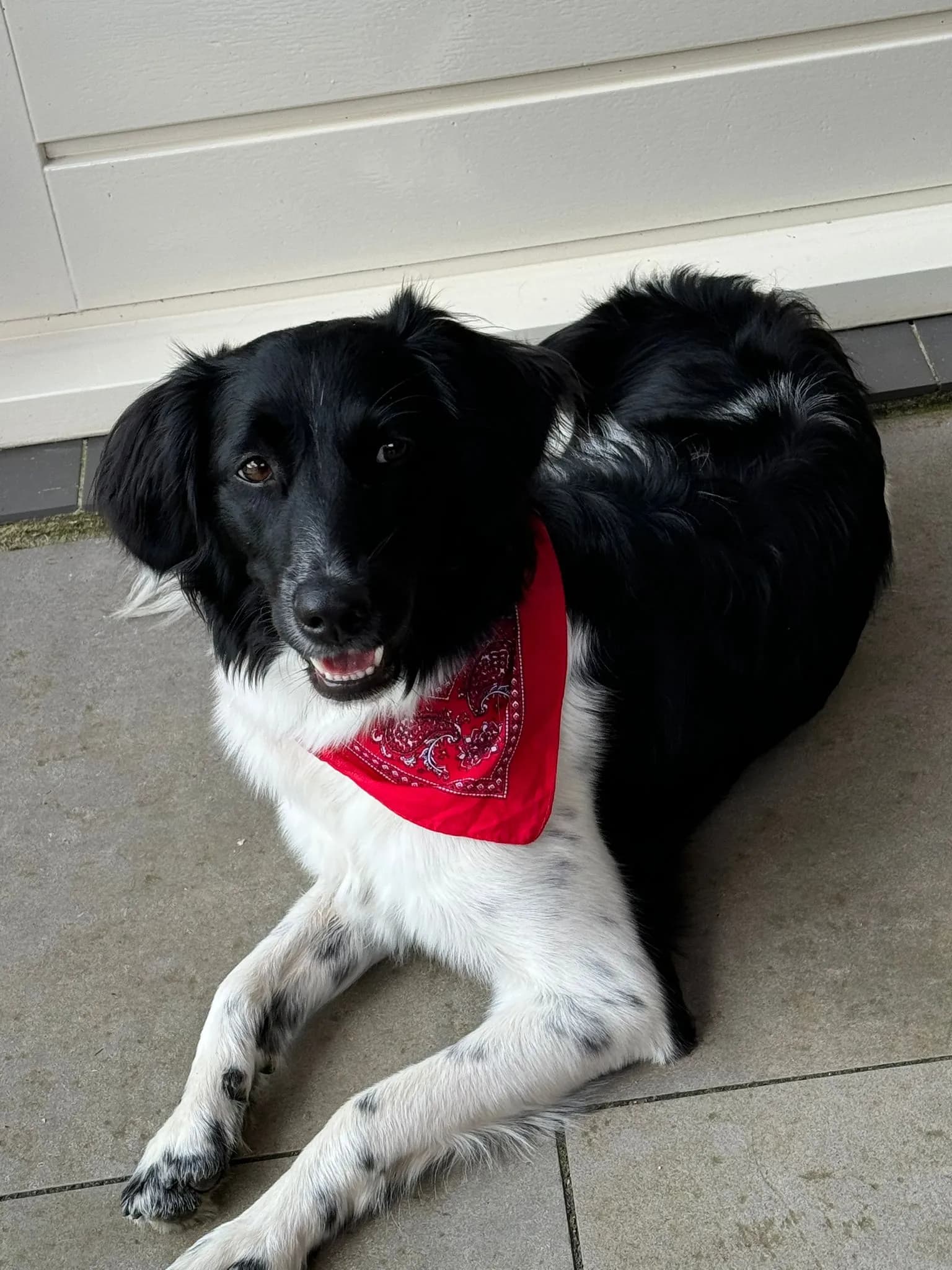 Arti - Friese Stabij